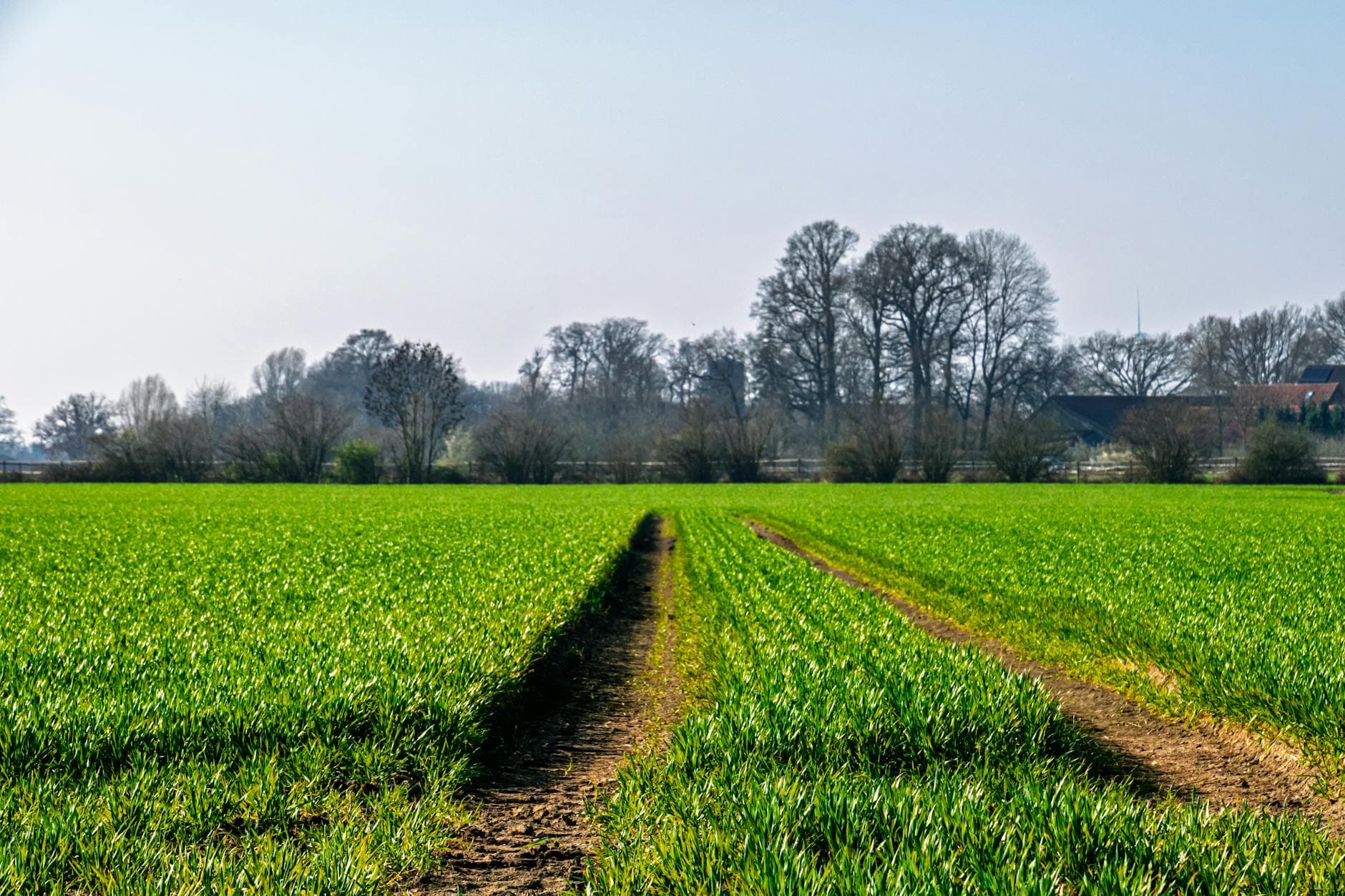 Ein weites grünes Feld mit zwei Fahrspuren führt zu einer Baumreihe; dahinter Gebäude und Turm unter hellem Himmel.