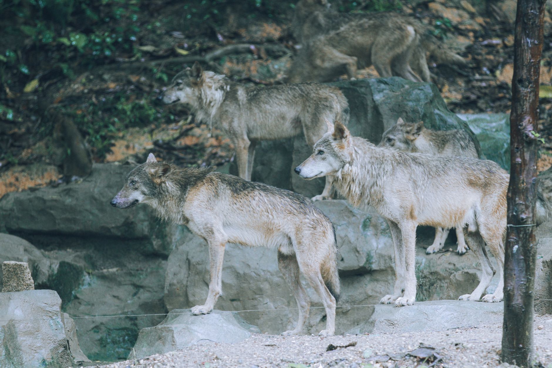 Wolfsrudel nahe mittelgroßer Städte bestätigt – Schafhalter warten auf Förderbescheide
